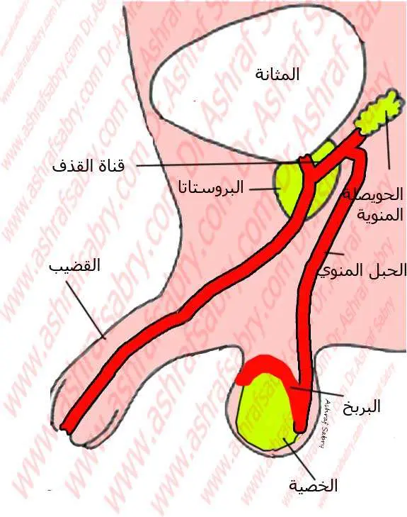 قضيب منتصب