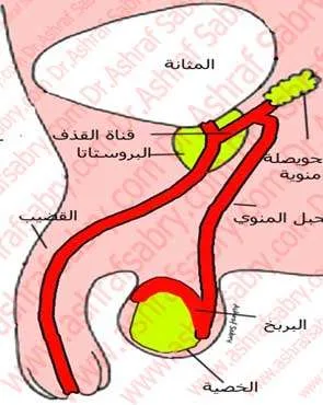 الجهاز التناسلي للرجل