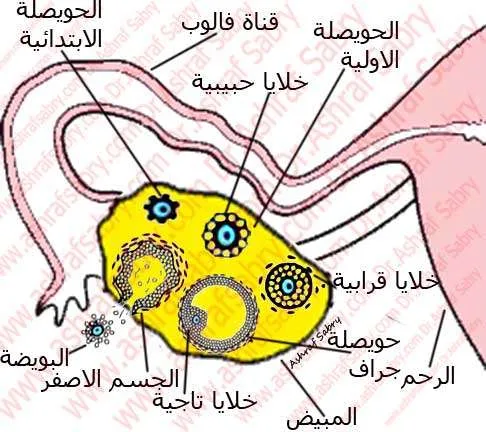 ماذا يحدث في التبويض