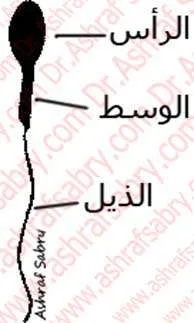 حيوان منوي سليم