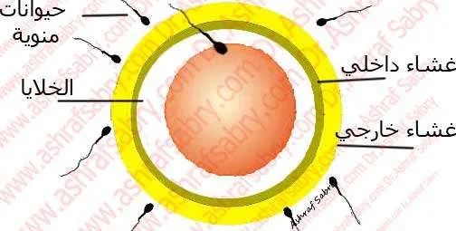 الحيوانات المنوية تدخل البويضة