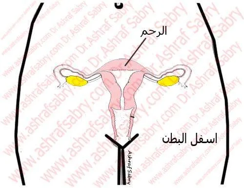 الجهاز التناسلي للمرأة