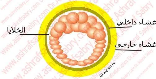 البلاستوسيست