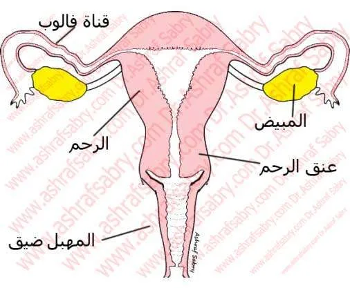 ضيق في المهبل