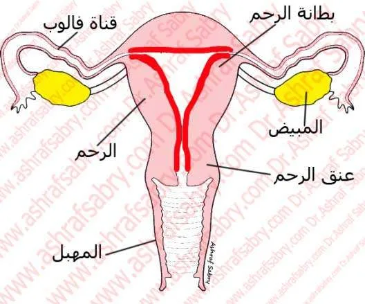 بطانة الرحم اول الشهر