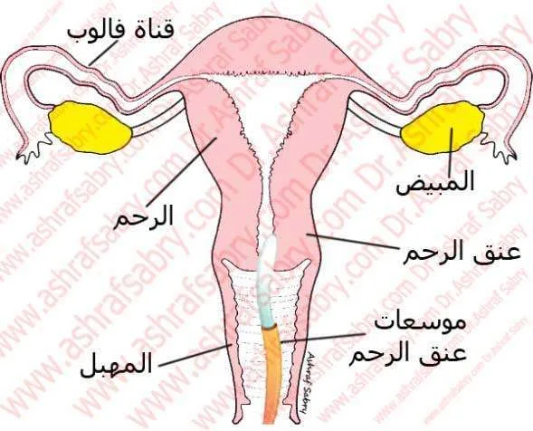 موسع عنق الرحم
